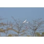 VOLANTEXRC 76102R Aliante Ranger600